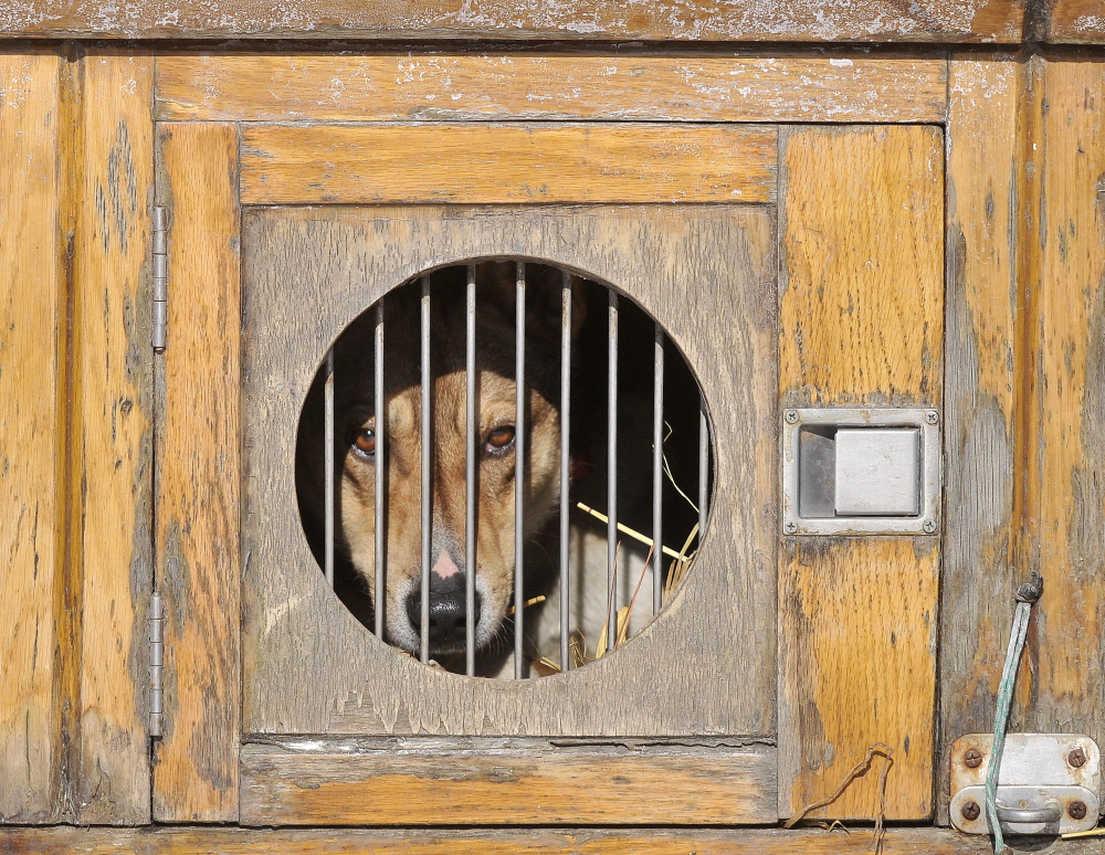 Long Day: A dog rests in his kennel in the back of his handler’s truck as he waits to pull a dog sled at Quarry Road Recreational Area in Waterville on Saturday.