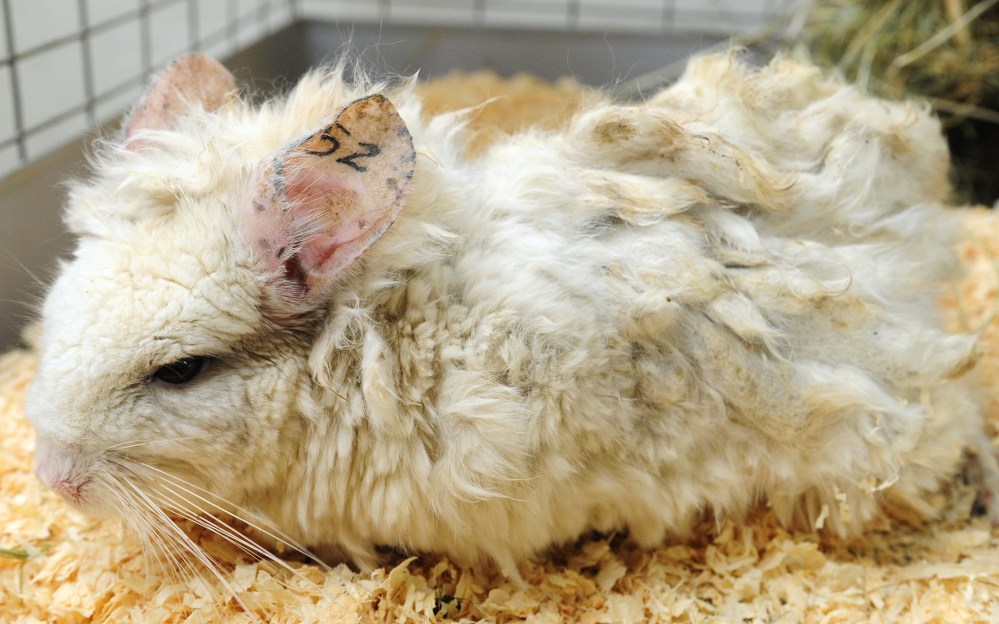 Improving fortunes: This chinchilla, called either Matty or 52, is one of the rescued animals recently moved by Marianne Sansouci to her Augusta home.