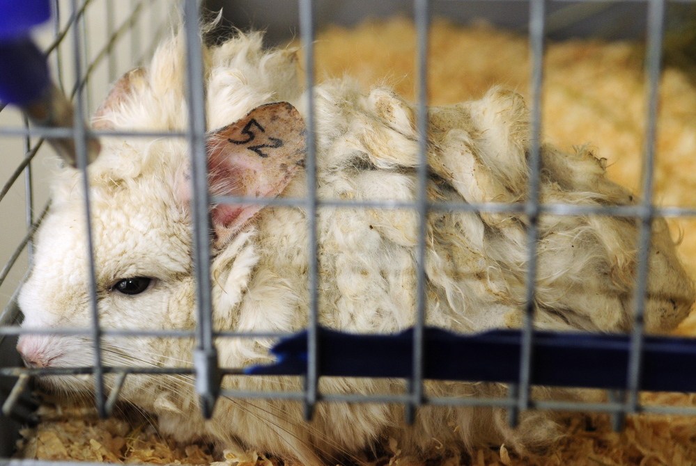 Recovering: This chinchilla, called either Matty or 52, is one of the rescued animals recently moved by Marianne Sansouci to her Augusta home.