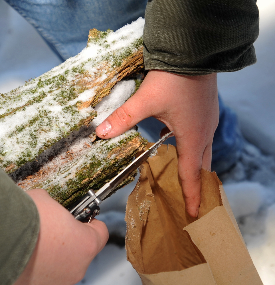 TARDIGRADES: Ben Sawtelle, 19, a freshman at Unity College, scrapes samples of moss and lichens from a dead tree in search of tardigrades Thursday in the Unity College forest.