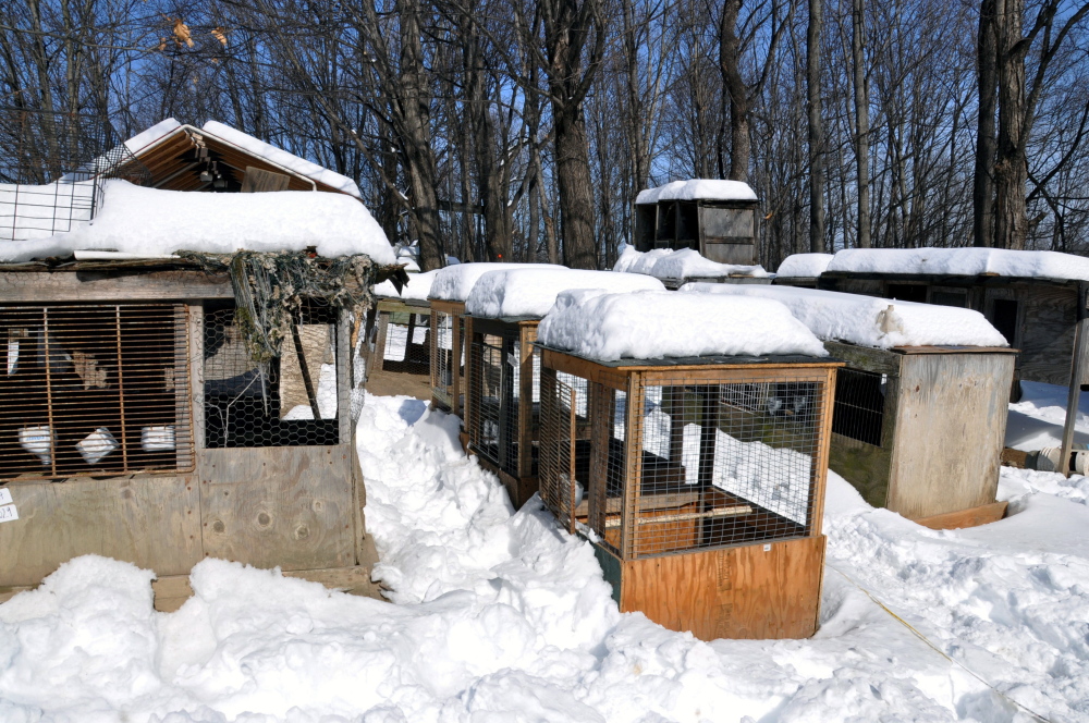 This photo provided by the ASPCA shows “Operation Angry Birds” in Ulster County, N.Y., on Sunday.