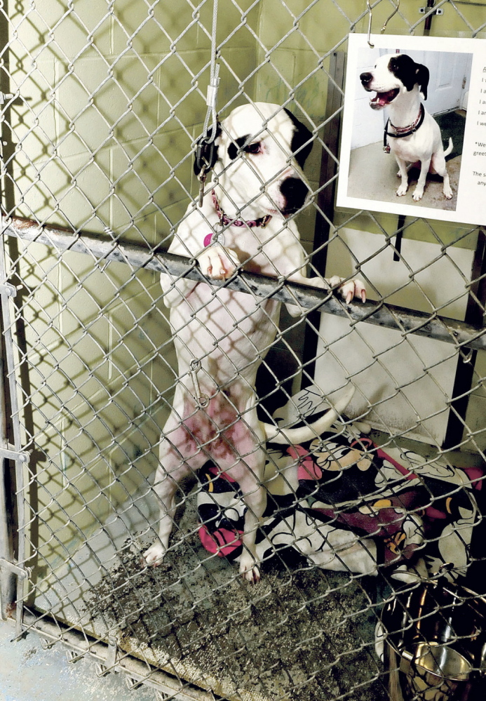 PICK ME: Daisy shows excitement at seeing people Tuesday in the Franklin County Aniimal Shelter in Industry. The dog and other pets are available for adoption during the Empty the Shelter event that runs from this Thursday through Saturday.