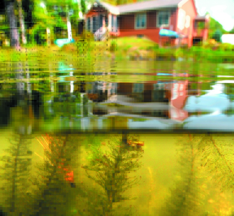 MILFOIL INVASION: Milfoil, an invasive water plant, fills a portion of beach a cove in Messalonskee Lake northeast of Bangs Beach in Oakland in this file photo. Groups that get rid of the invasive plant are asking towns for more money this year.