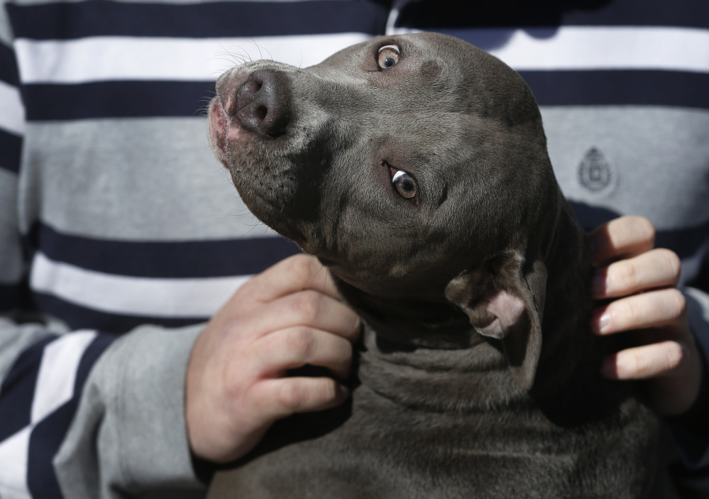 Cameron Younglove plays with a pit bull terrier named Sooke at his kennels near Eudora, Kan., on Sunday.