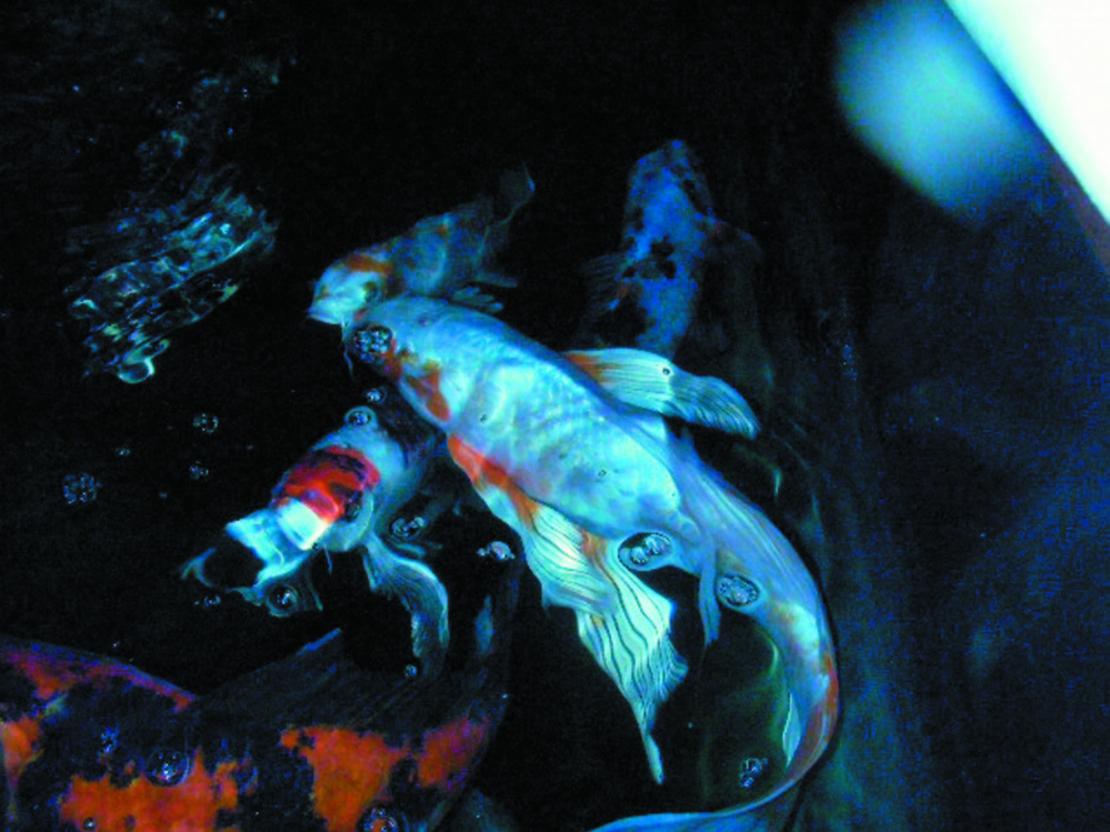 PET KOI: Ulysses swims atop Spottie in the indoor aquarium that held koi at the Harpswell home of Georgette Curran.