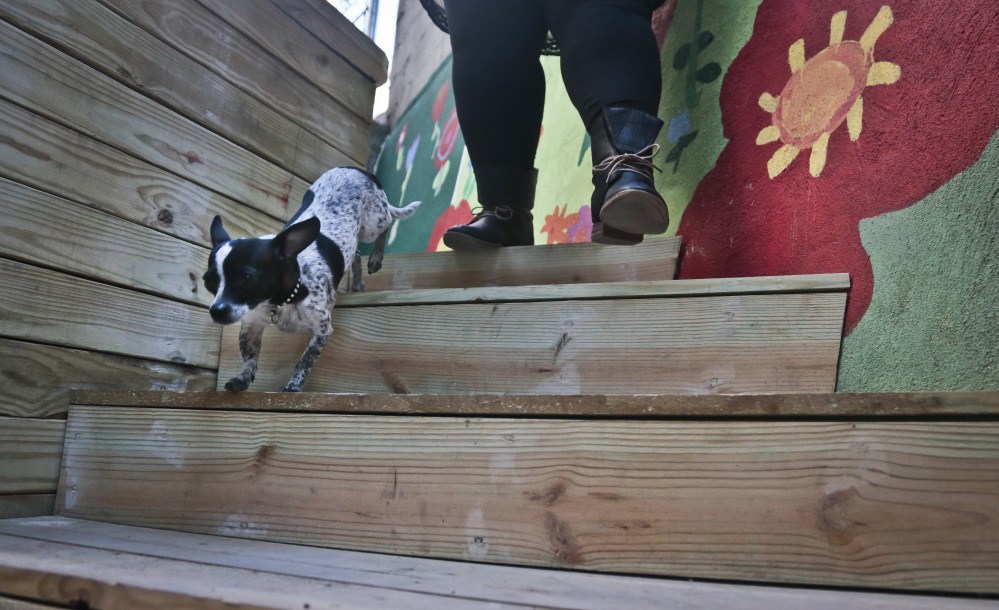 Peppah, a pet Chihuahua, plays in a dog run at a shelter for victims of domestic violence. The shelter is the city’s first pet-friendly domestic violence shelter, one in a fast-growing number of similar sanctuaries around the country that reflect growing awareness that animals can be both victims of family violence and key factors in their owners’ willingness to flee.
