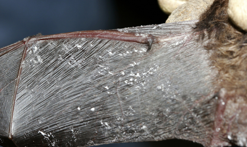 The Associated Press / 2008 file photo One New Hampshire location that had 982 bats in 2009 had 281 a year later. In this photo provided by the New York Department of Environmental Conservation is a little brown bat with fungus on its wing membrane.