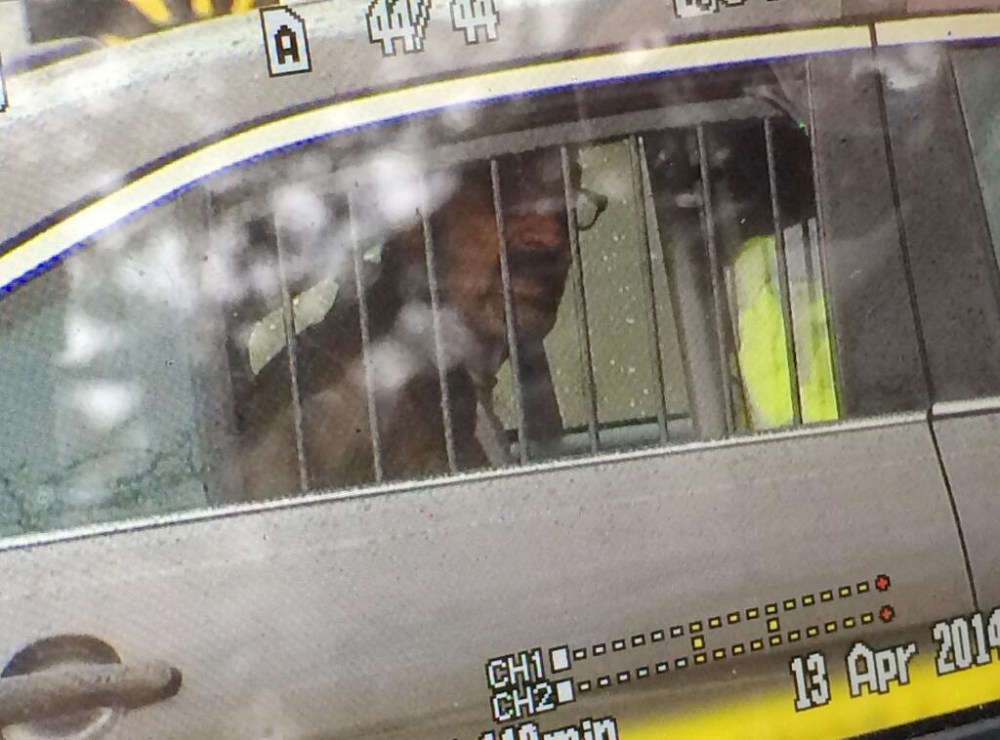This photo provided by 41ActionNews, shows Frazier Glenn Cross, who is accused of killing three people outside two Jewish sites near Kansas City, Sunday.