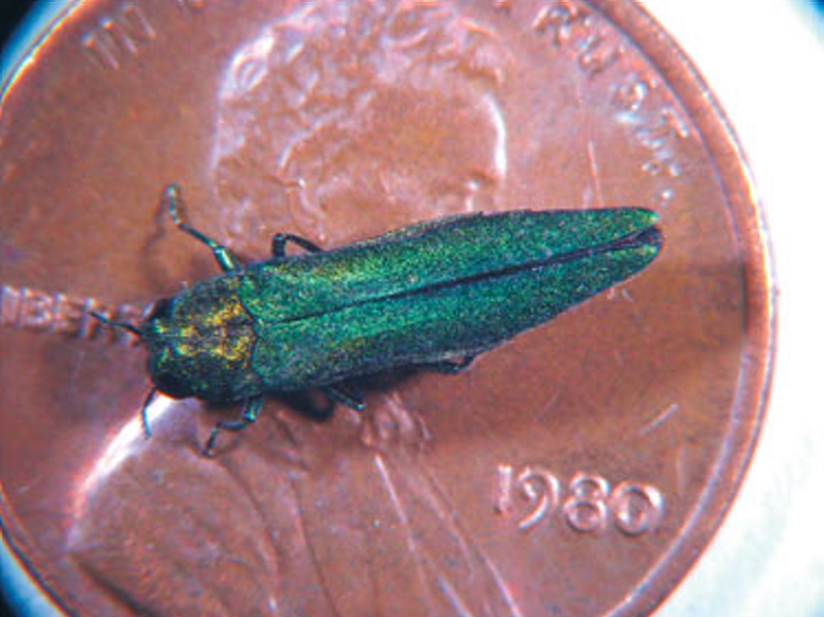 Emerald ash borer