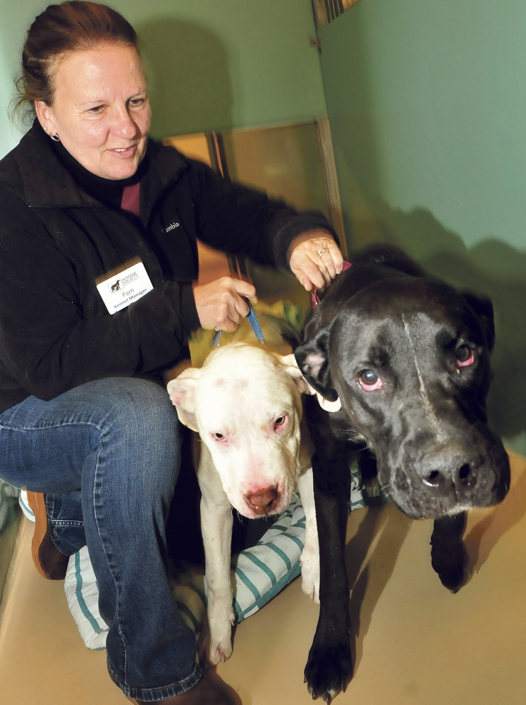 MOUTHFUL: Kennel manager Pam Nichols tries to restrain Buddy and Magnum, who were abandoned last week outside Humane Society Waterville Area shelter. Both dogs’ mouths were filled with porcupine quills and they were also infected with ringworm, which has now infected the shelter, forcing it to close temporarily.