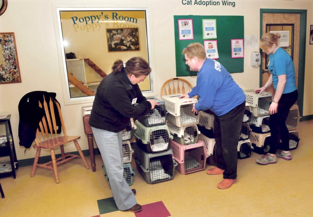 PREVENTATIVE: The Humane Society Waterville Area has temporarily closed after a ringworm infection that came with two dogs who were dropped off at the shelter last week. Operations manager Pam Nichols, left, outreach coordinator Margi Hayes and volunteer Molly Hodgkins use bleach to disinfect cat cages on Thursday.