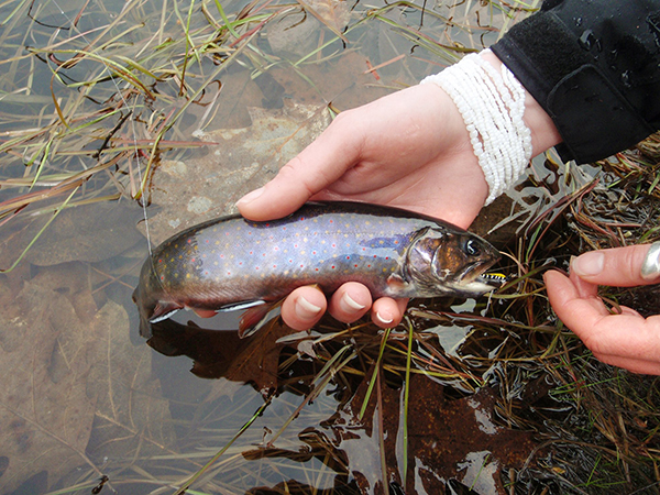 Maine guide Greg Bostater teaches Shannon Bryan the basics of fly casting and fishing. Bryan holds a small brook trout caught following her lessons with Bostater.