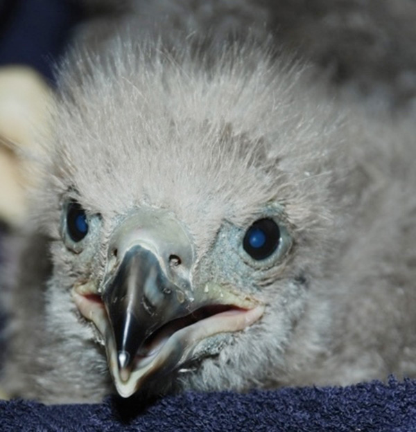 The young eagles have been brought to Avian Haven in Freedom where they will be nursed and eventually reunited with their mother.