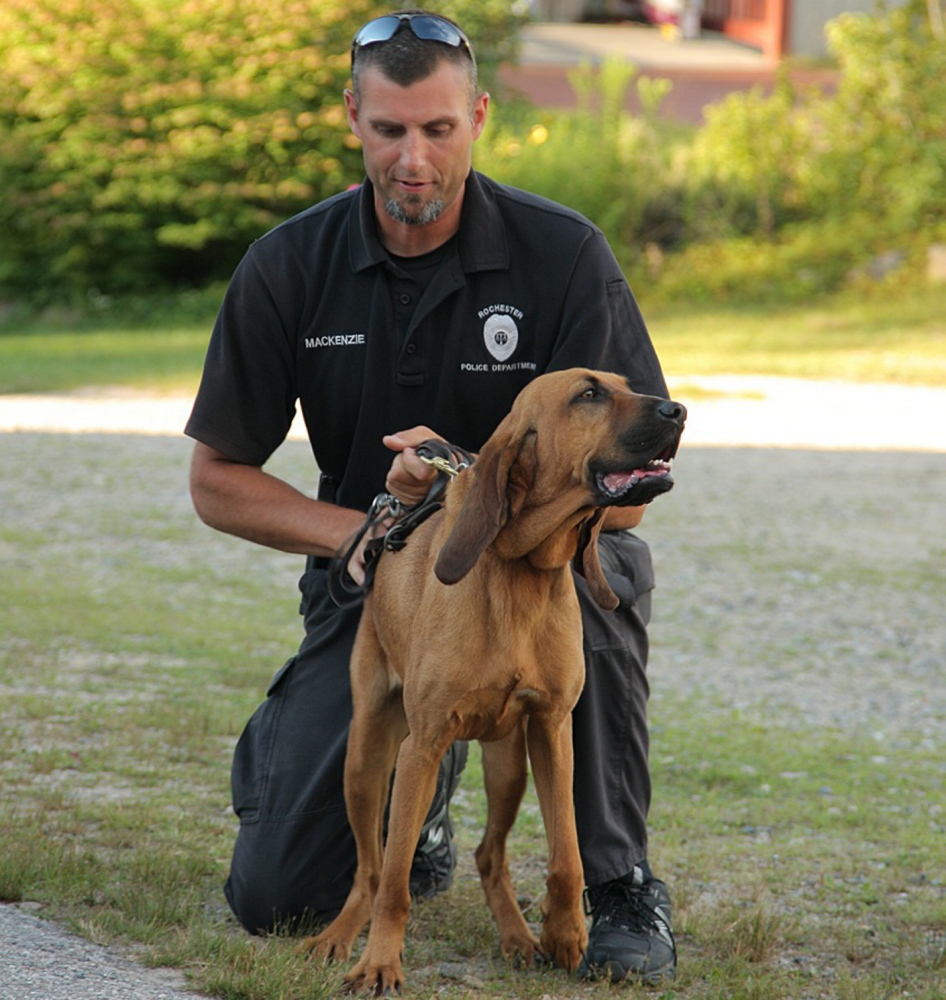 Courtesy Strafford County, N.H., Sheriff’s Office Daisy Mae, who was handled by Strafford County, N.H., sheriff’s Deputy Keith MacKenzie, picked up the scent that led police to Jesse Marquis in St. Francis on Friday.