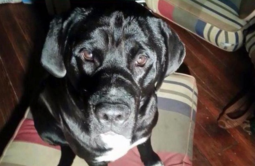 Facebook photo Arzy, a dog that belonged to a man who is originally from Portland, was shot and killed by a Louisiana police officer in April.