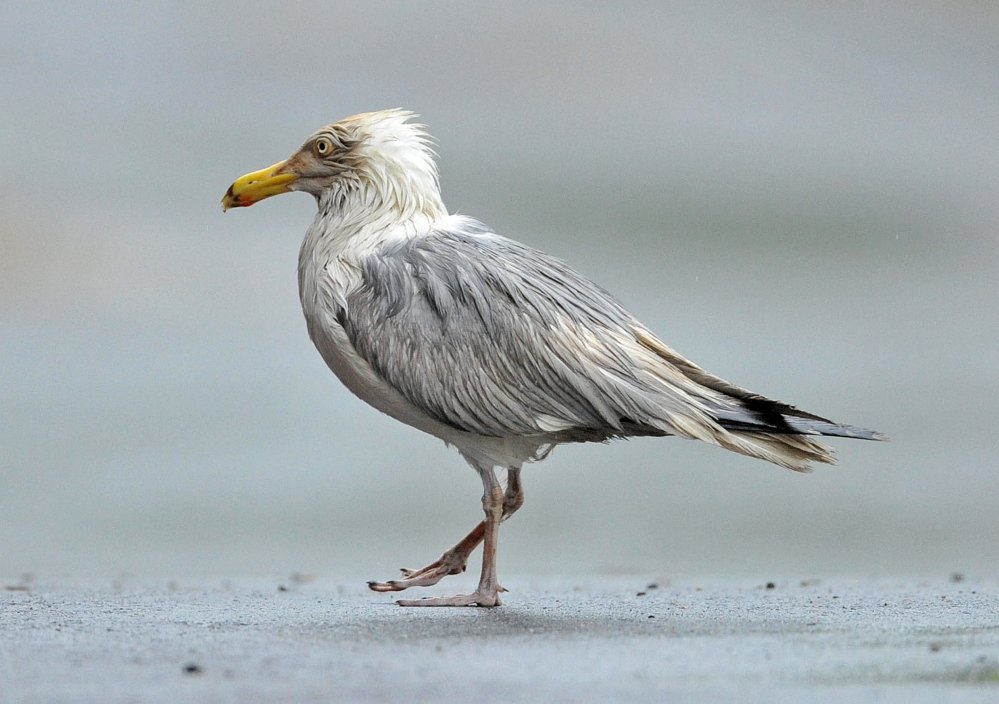 Playground Pest: A sea gull roams the grounds at Atwood Primary School in Oakland on Friday. The gull apparently has a piece of metal lodged in his leg. Efforts to trap and help the bird have been futile.