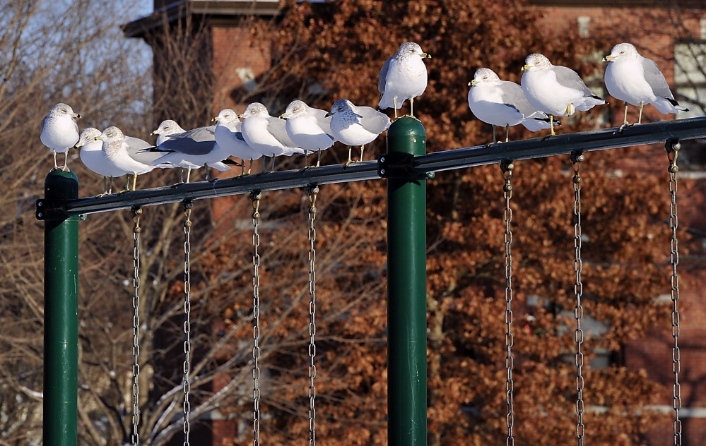 Flock of Seagulls