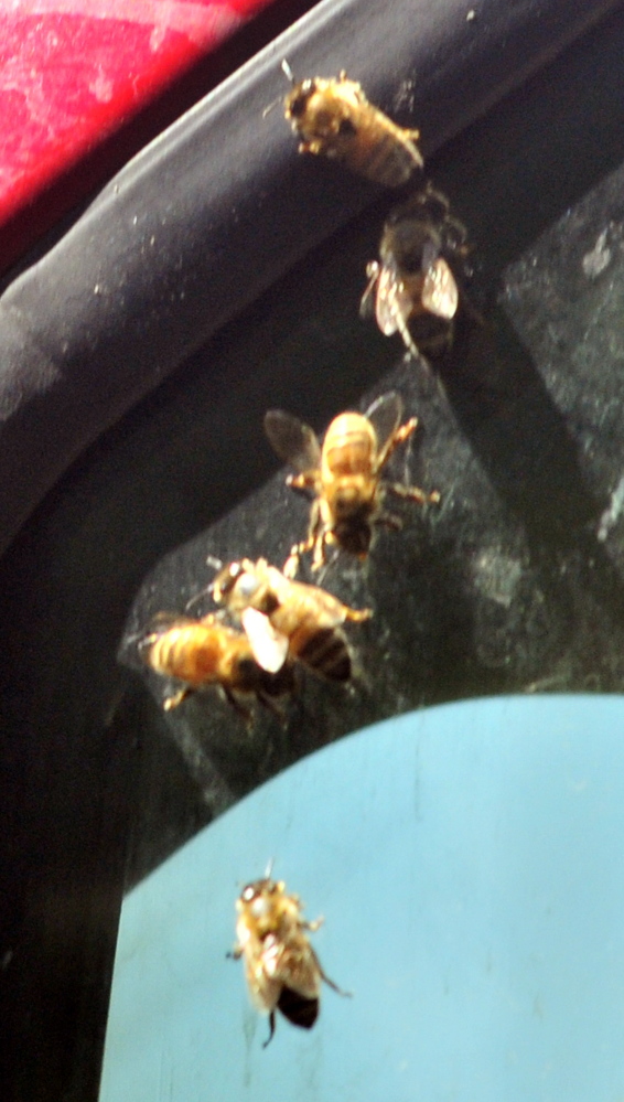 SWARM: Bees crawl on a truck window on Wednesday near the Wayne fire station.
