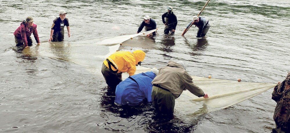Teenagers use a seine net to try to capture fish in the Kennebec River during a Maine Trout Unlimited Trout Camp at Evergreen Camps in Solon on Thursday. At left are Emily McLean of Fairfield and Noah Cummings of Sidney.