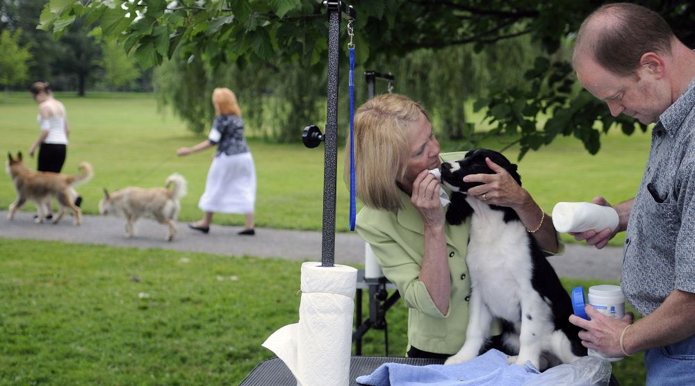 Cindy and Adam Lester, of New Gloucester, prepare a dog to show Sunday during the UKC Acadia Belgian Shepherd Dog Club dog show at Capitol Park in Augusta.