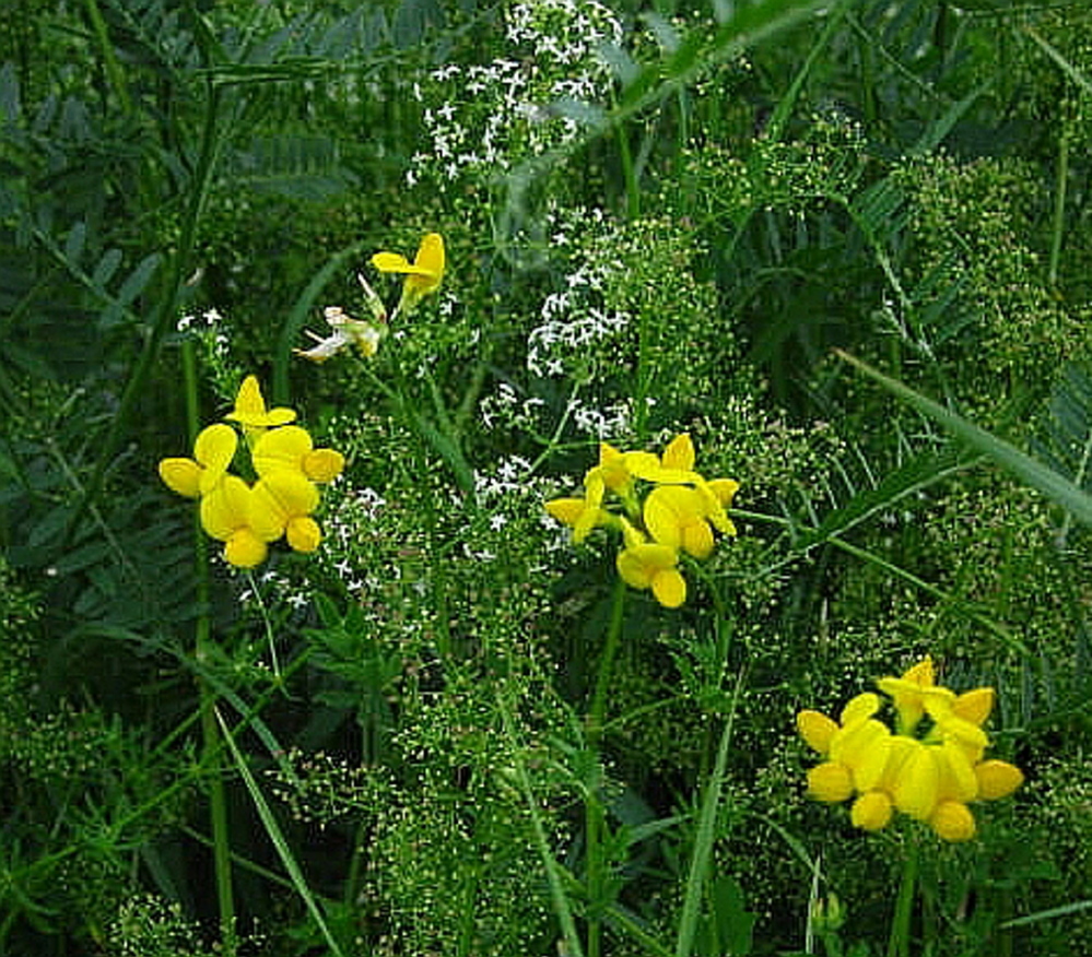 Bedstraw and birdsfoot trefoil.