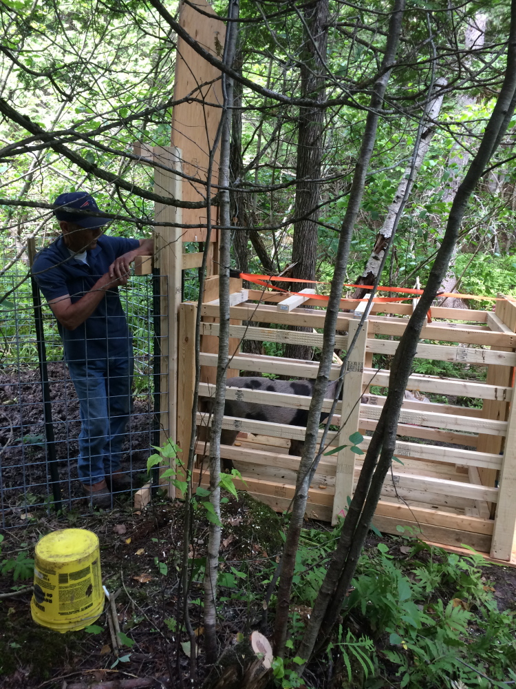 Pat Faucher, Oakland animal control officer, and the cage he and a federal wildlife agent built to hold a domesticated pig recaptured Tuesday after nearly eight weeks of freedom.