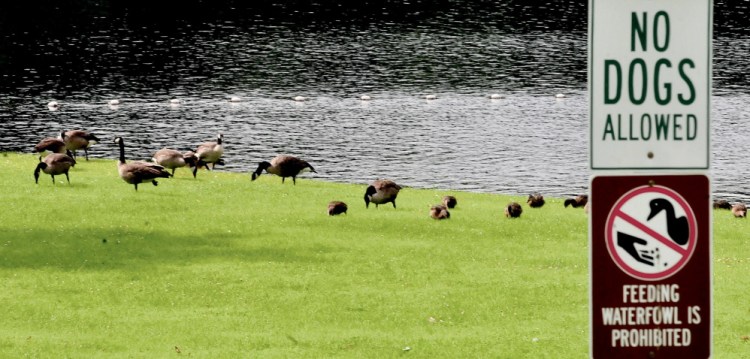 Another flock of Canada geese is frequenting the swim area at the boat launch on Messalonskee Lake in Oakland on Wednesday.