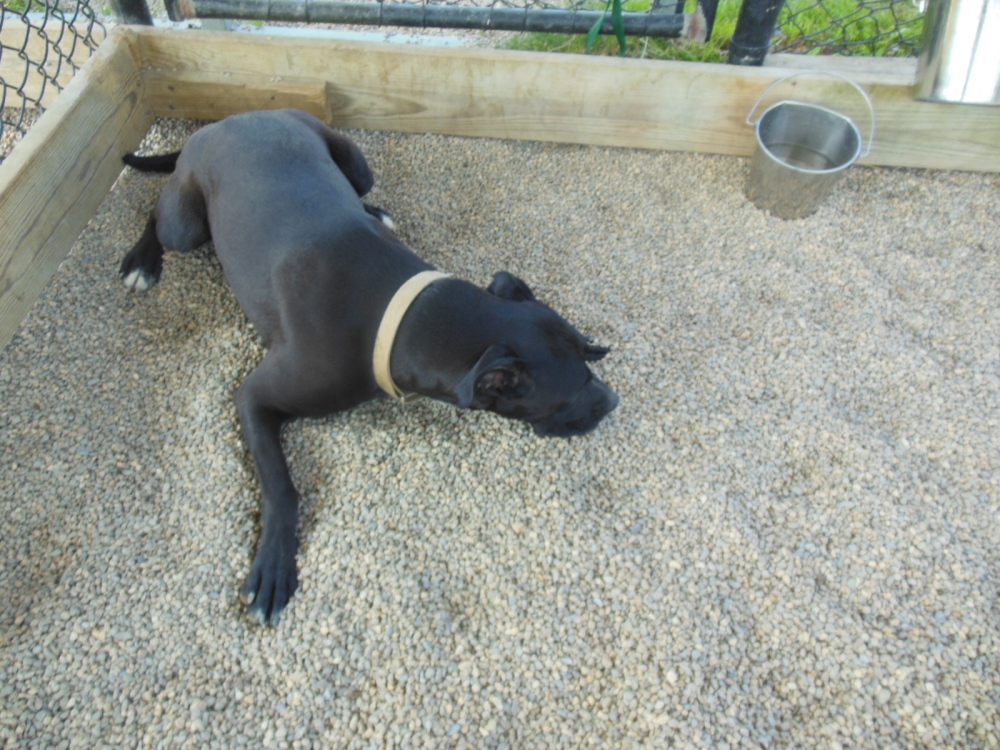 Magnum seen playing in his pen at the Humane Society Waterville Area. Shelter staff tried for months to find him a home before he was adopted this weekend.