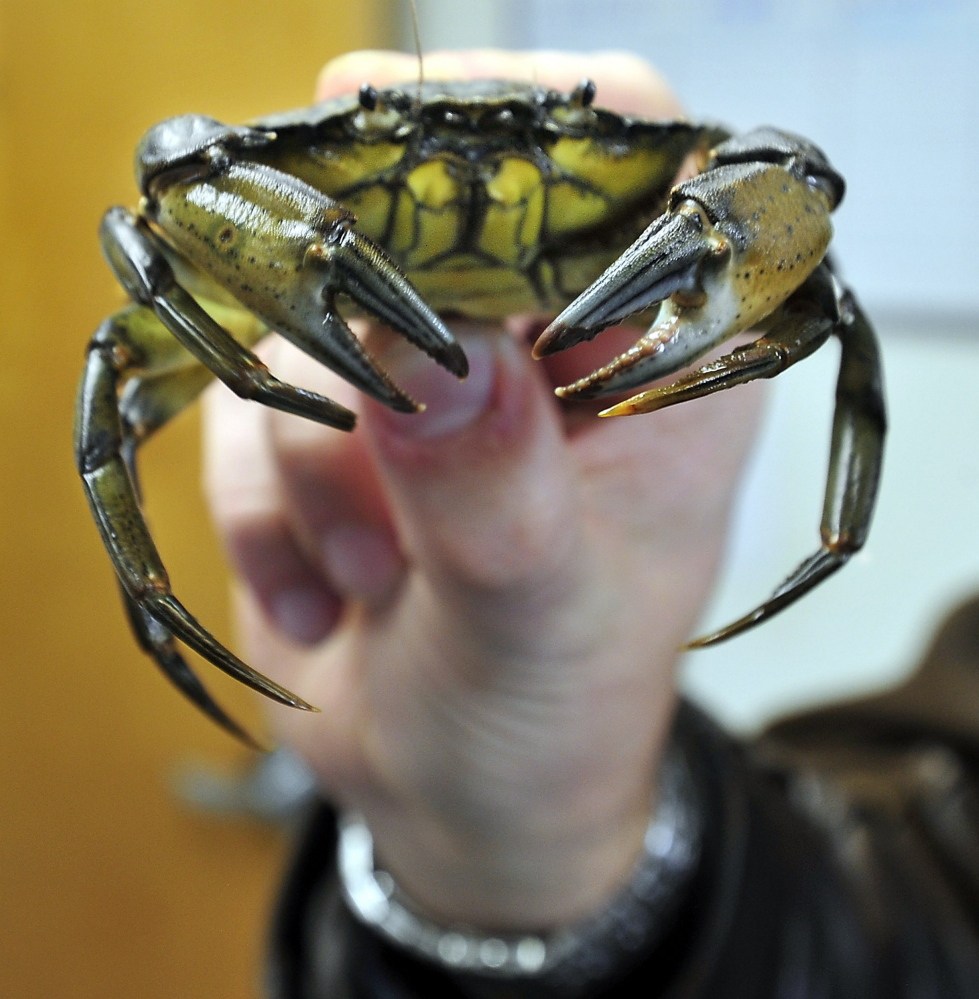 A Green Crab is held  up by Freeport Economic Development Corporation  Executive Director Keith McBride, as Ron Howse, CEO of Tidalwater Seafood Company Ltd., holds a press conference at the Brunswick Town Hall to explain his company's interest in marketing the invasive Green Crab for human consumption around the world. 
  
 Thursday, February 6, 2013. 
 Gordon Chibroski, Staff Photographer