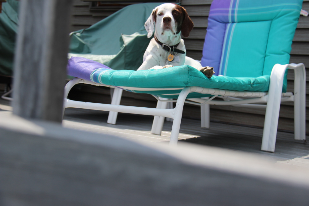 Photo by John Atkinson
Julie, a 13-week-old English Pointer, romping around camp on Great Pond in Belgrade.