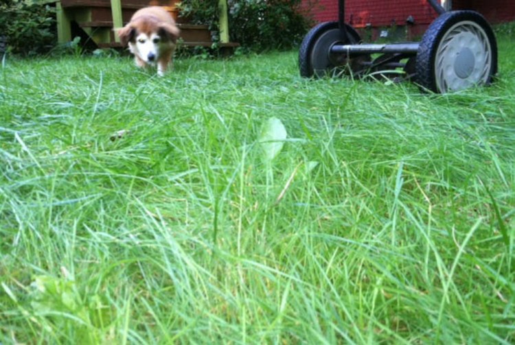 A natural, pollution-free, low-maintenance and pet-friendly lawn can be the new American norm.