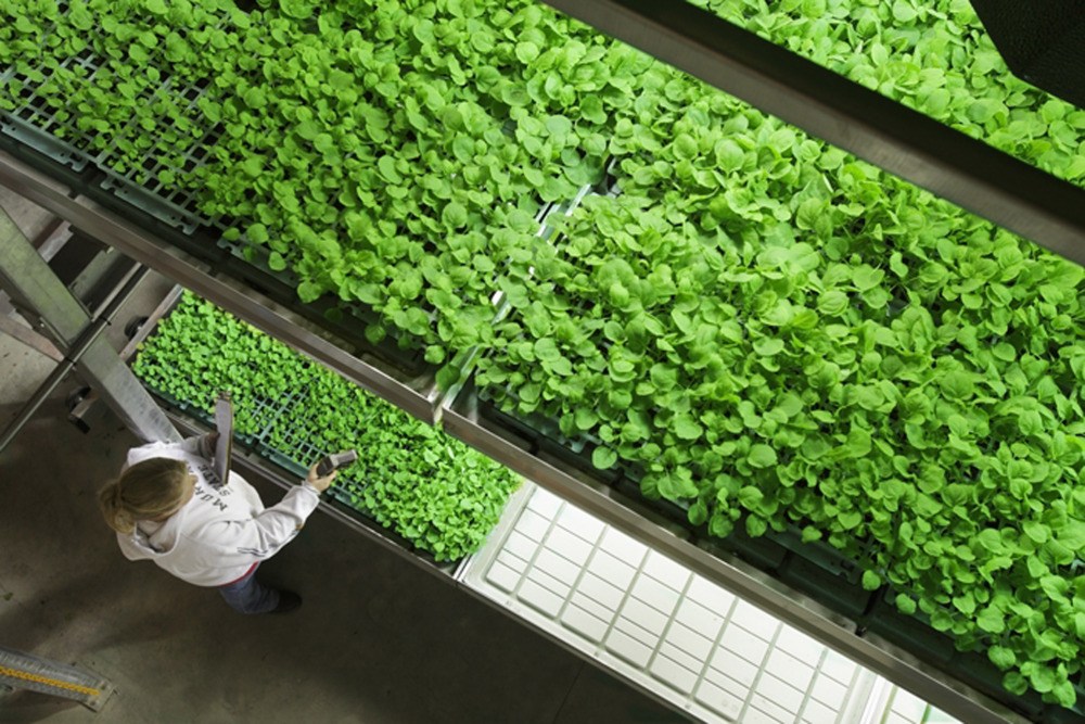 Tobacco plants are grown in a controlled environment at the Kentucky BioProcessing facility in Owensboro, Ky. The company is using tobacco plants grown at this facility to help manufacture an experimental drug to treat patients infected with Ebola.