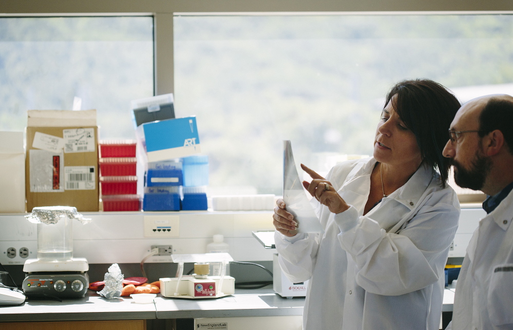 Jackson Laboratory researchers Dr. Cat Lutz, left, and Dr. Greg Cox discuss a genome map on x-ray film in Cox’s laboratory in Bar Harbor on Thursday. An increase in donations from the Ice Bucket Challenge will allow Jackson Laboratory ALS research to expand and provide more ALS research mice to labs around the world.