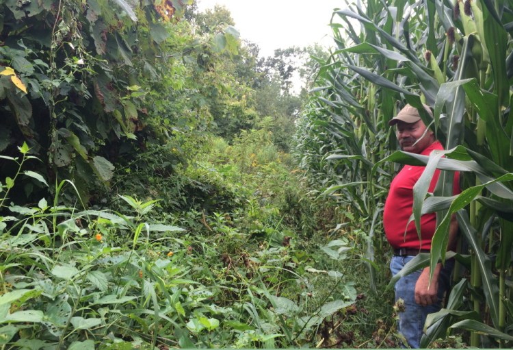 Jim Hilton stands next to his cornfield Tuesday on Sandy River Road in Norridgewock on a path that leads to the town-owned Oxbow Cemetery. Town officials say they are unable to reach the cemetery because the corn has taken over the path