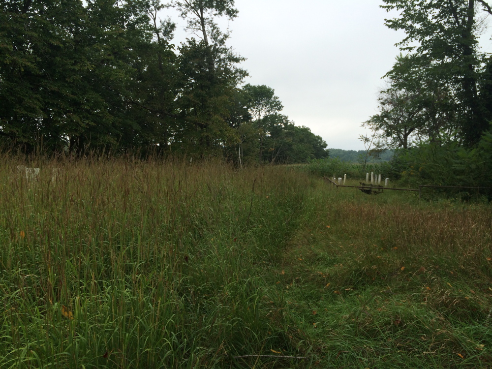 The Oxbow Cemetery stands overgrown Tuesday with grass that has not been cut all year. In 2011 the cemetery was part of a community cemetery restoration project, but it has fallen into disrepair because the owner of the adjacent lot through which public works crews gain access to the cemetery refuses to allow them passage through his cornfield.