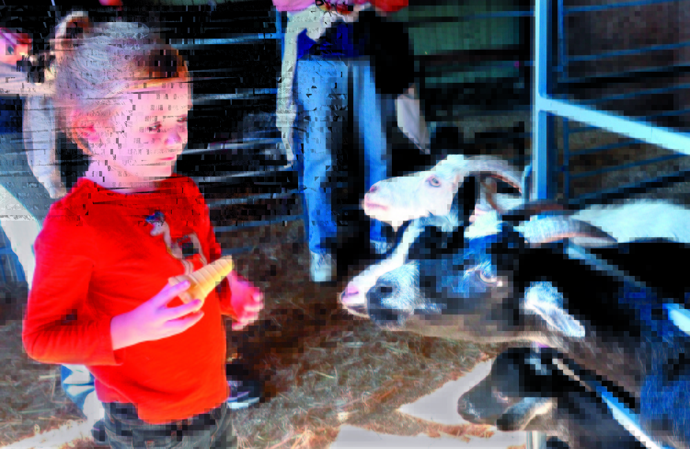 Staff photo by David Leaming 
 Hungry goats are seen in a livestock building at a prior Farmington Fair. The annual event will run Sept. 14 to Sept. 20 at the High Street fairgrounds.