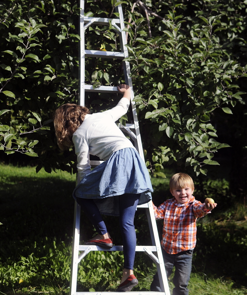 Jack Kennard, 2, of Augusta, clutches an apple he collected on Apple Sunday as his sister, Emily, 7, descends a tree at Bailey’s Orchard in Whitefield. The Kennard family picks apples two or three times a year.