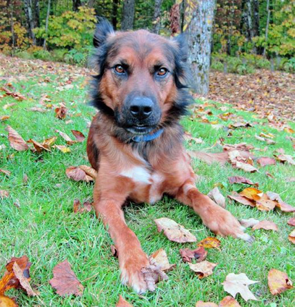 Miles, who lives at the Franklin County Animal Shelter, had a home waiting for him, but his new family had to wait until a virus was eradicated at the shelter.