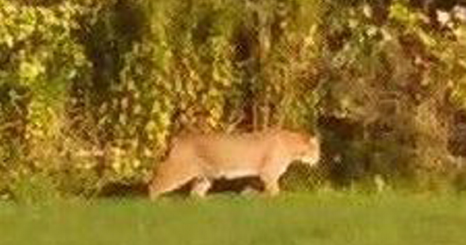 This photo taken by a Scarborough woman shows a large cat wandering through her backyard Sept. 26. Officials later concluded that the animal is a bobcat.