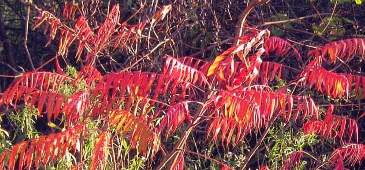 Fall sumac in Unity.