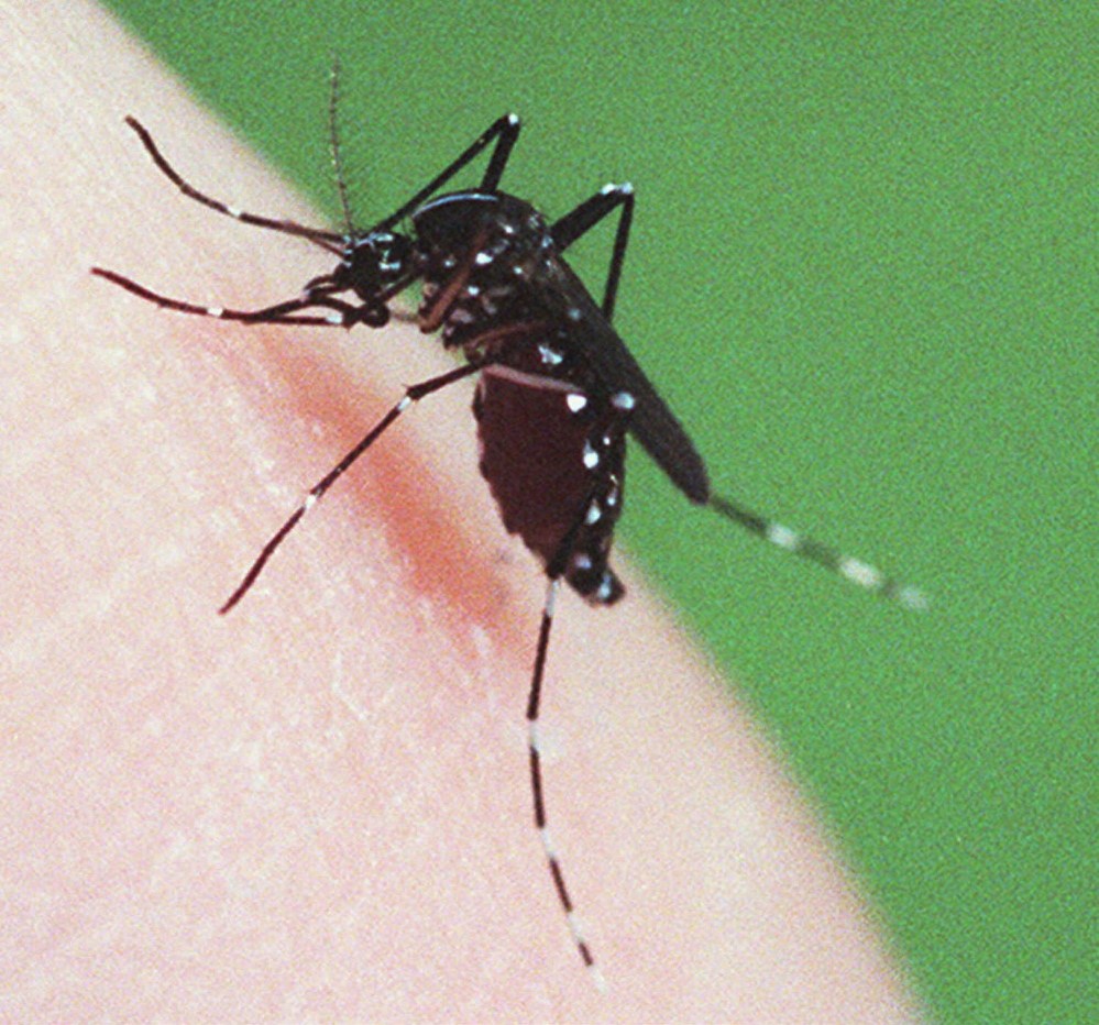 The mosquito is a known carrier of Eastern equine encephalitis. The Maine Center for Disease Control has confirmed the state’s first case of EEE in a York county adult.