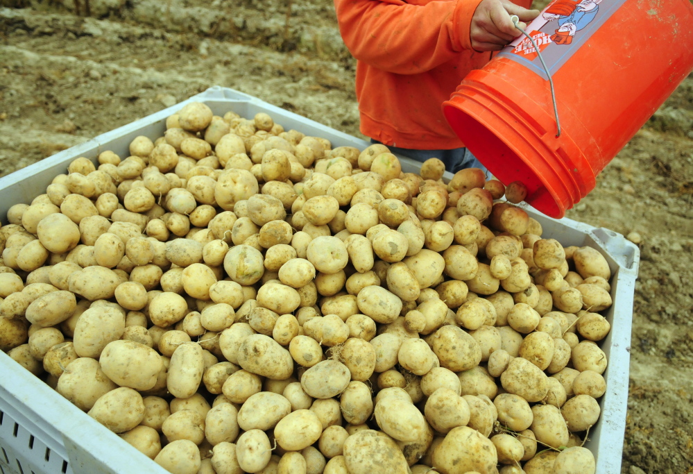 Joe Phelan/Staff Photographer
A Kennebec County Correctional Facility inmate pours out a bucket of potatoes destined for food banks and schools.