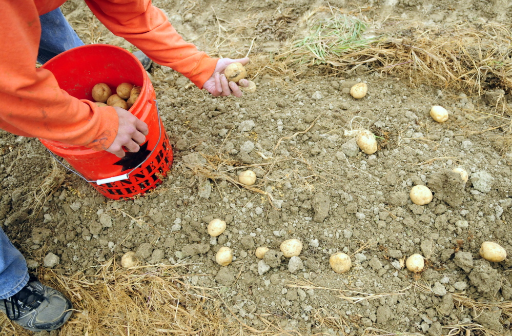 Joe Phelan/Staff Photographer
A Kennebec County Correctional Facility inmate picks potatoes .