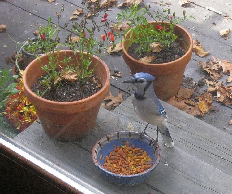 A blue jay comes like a thief in the morning.