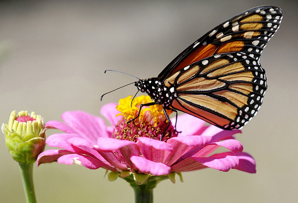A monarch butterfly gathers pollen from a flower at Dillingham Garden in Enid, Okla. during the annual migration to Mexico. (AP file photo)