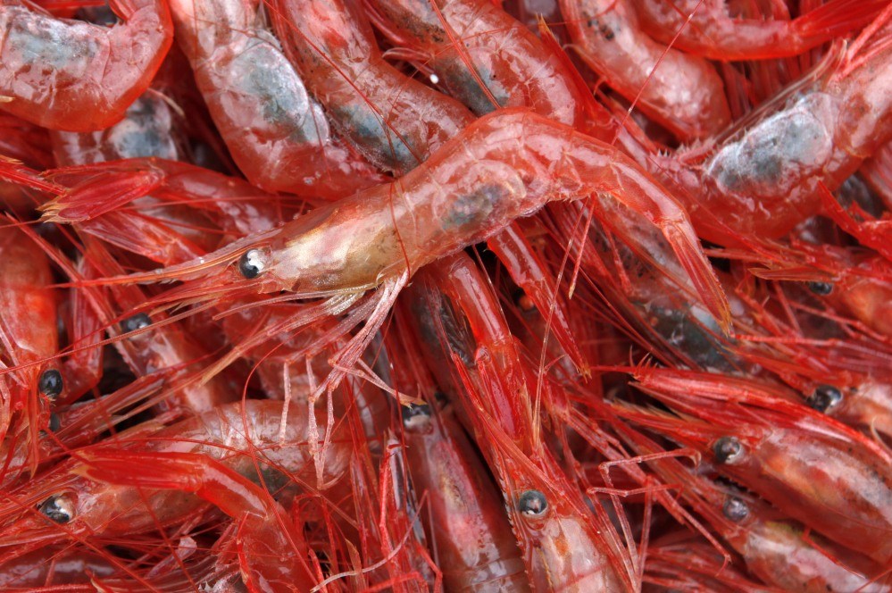 Marine regulators might consider reopening Maine's shrimp fisher, which has been closed for three years.