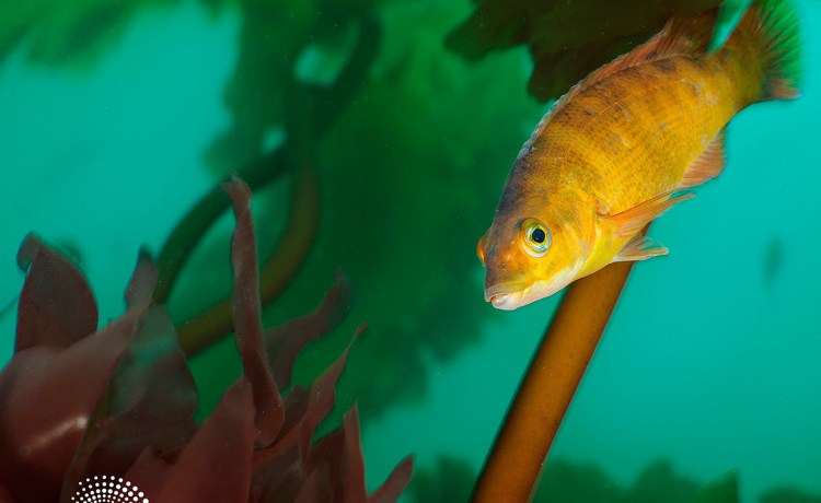 A cunner swims through a healthy kelp forest on Cashes Ledge in the Gulf of Maine.