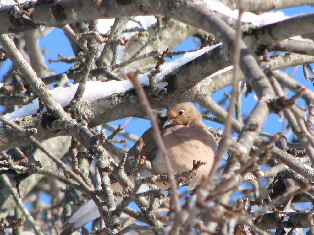 Look closely, and you’ll see birds in the snow-covered branches. Photo by Gaetana Almeida