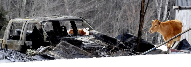 On Sunday a cow looks over at a truck destroyed by fire on Friday. The Tom Bailey family is without a home after the fire destroyed the home and belongings. Several cows and five outbuildings survived the blaze.