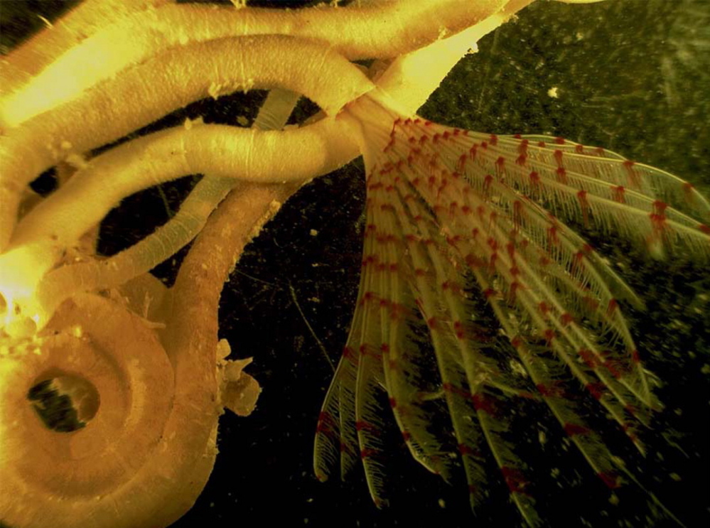 The newly discovered worm Turbocavus secretus was discovered by Nancy Prentiss, a lecturer in biology at the University of Maine at Farmington.